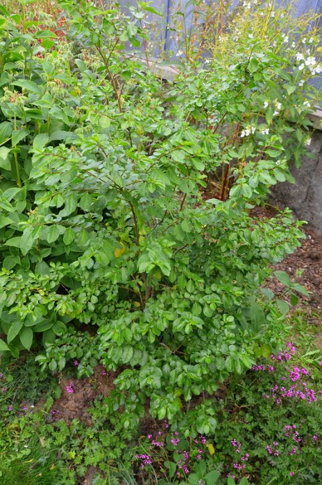 Azara serrata (3)